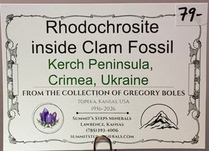 Rhodochrosite in Clam Fossil, Ukraine