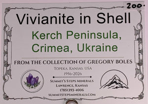 Vivianite in Shell Fossil, Kerch Peninsula, Ukraine