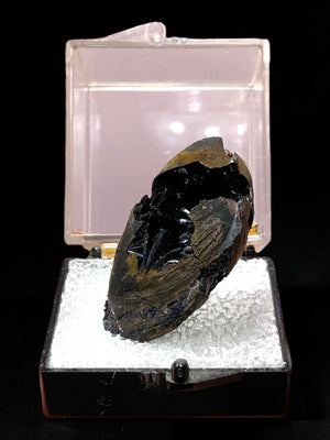 Vivianite in Shell Fossil, Kerch Peninsula, Ukraine