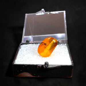 Amber w/ Insect Inclusion, Poland