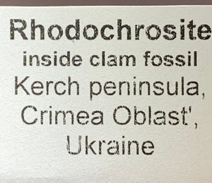 Rhodochrosite in Clam Fossil, Ukraine