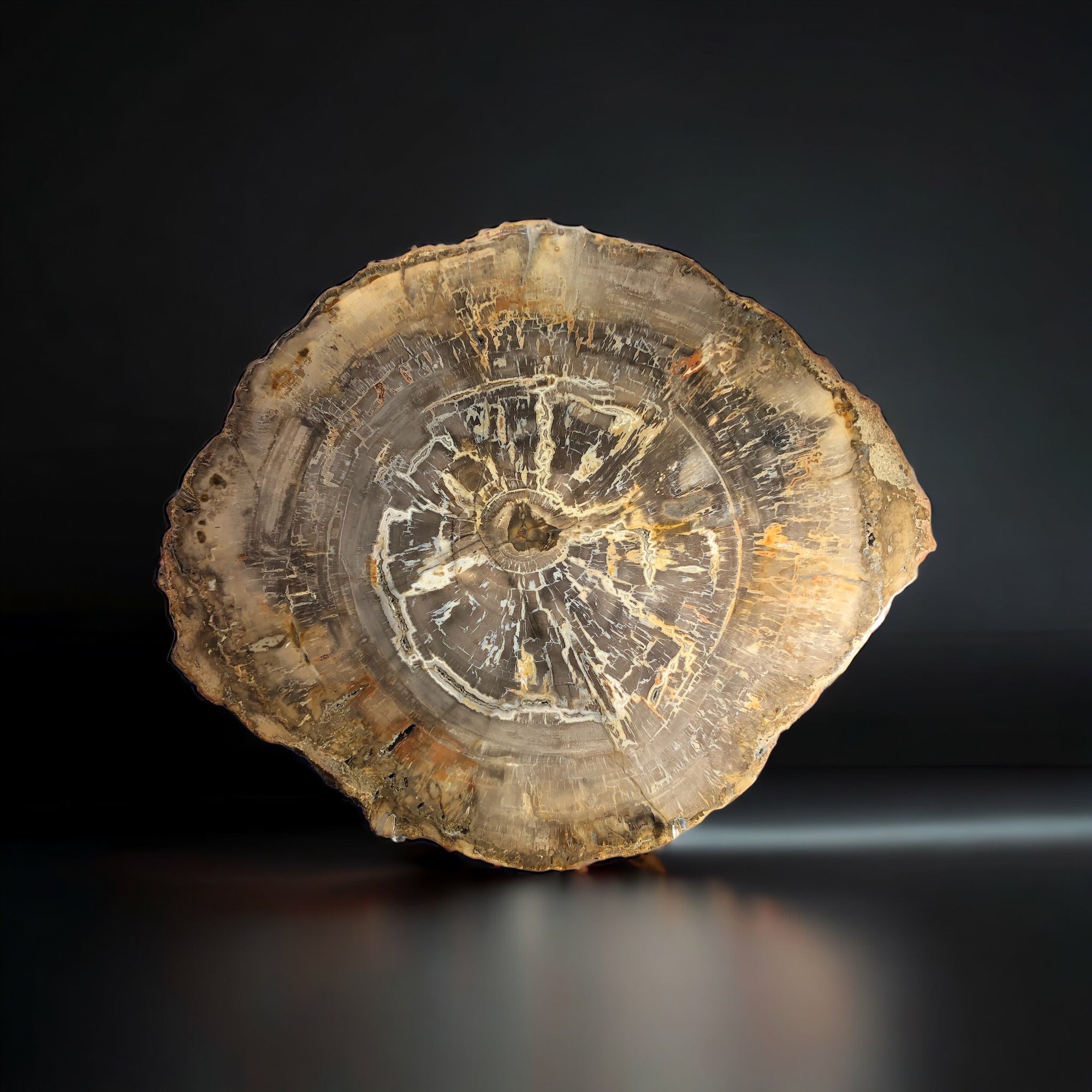 Petrified Wood Slice, Madagascar