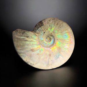 Iridescent Ammonite, Madagascar