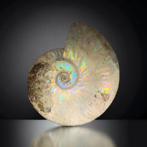 Iridescent Ammonite, Madagascar