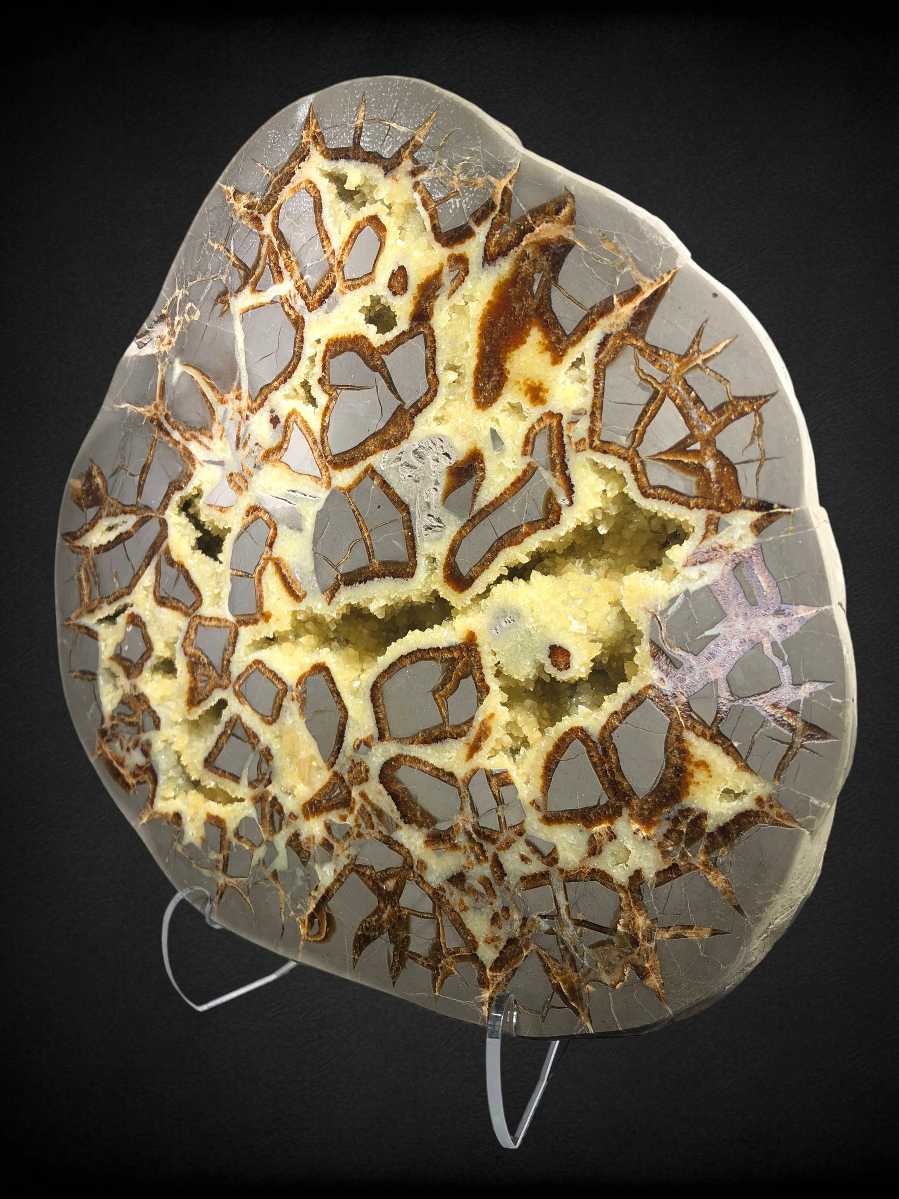 Septarian Slice