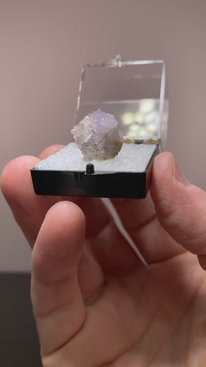 Purple Creedite, Santa Eulalia, Mexico