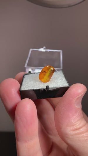 Amber w/ Insect Inclusion, Poland