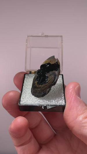 Vivianite in Shell Fossil, Kerch Peninsula, Ukraine