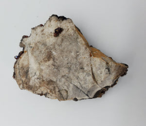 Ruby Jack Sphalerite, Pitcher Oklahoma