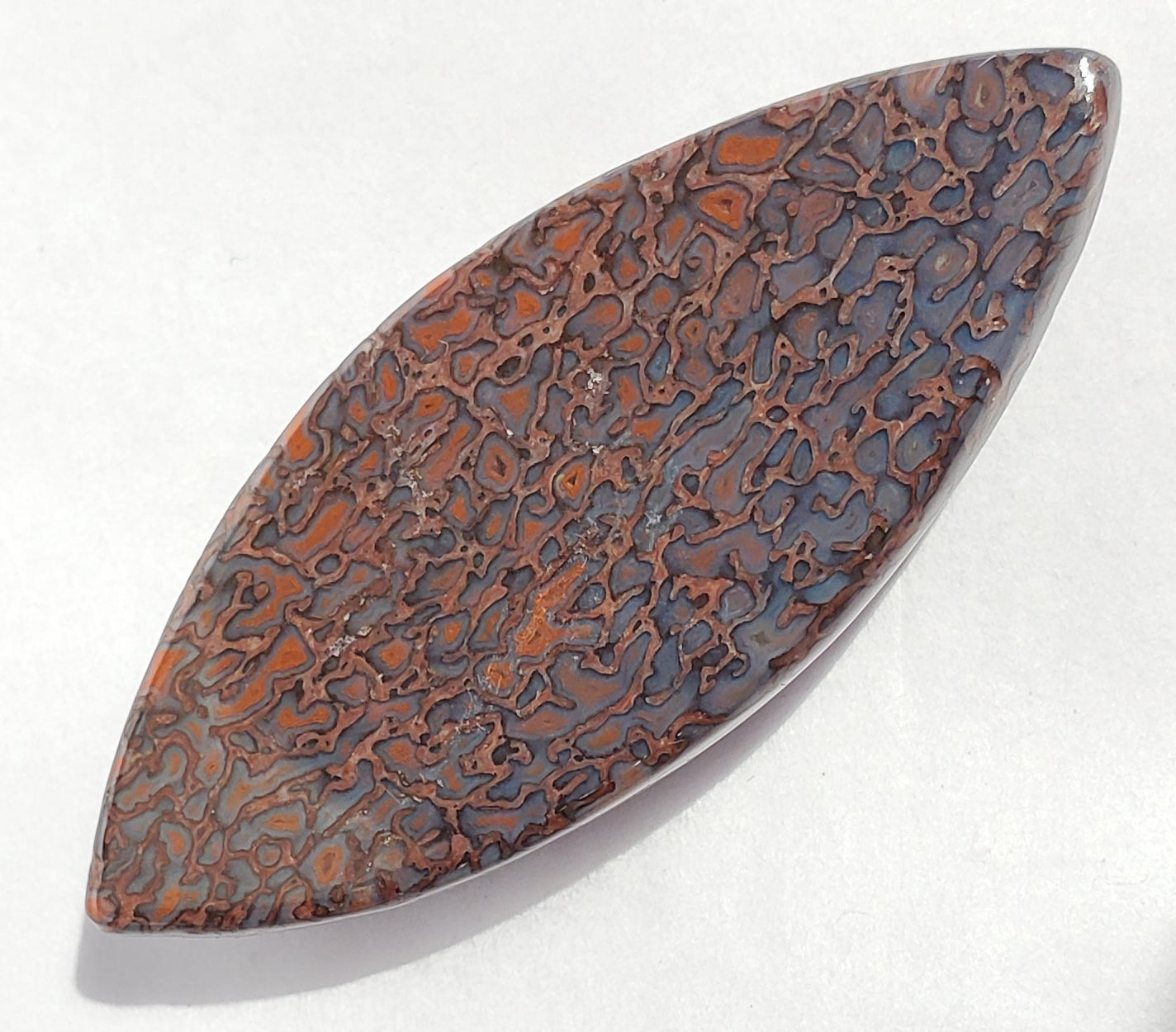 Dinosaur Bone Cabochon