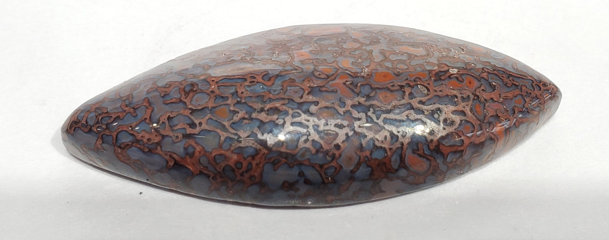 Dinosaur Bone Cabochon