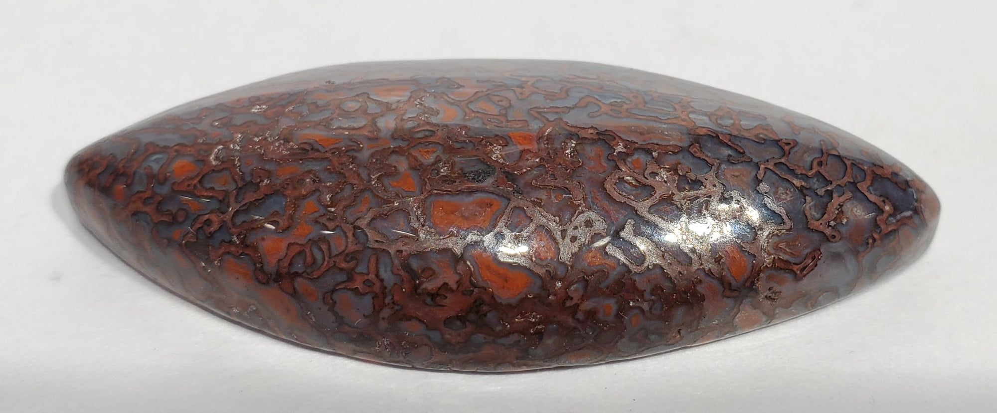 Dinosaur Bone Cabochon