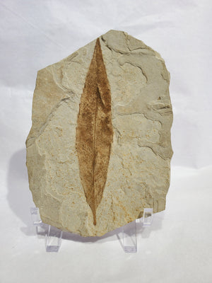 Allophylus Flecifola Fossil, Utah