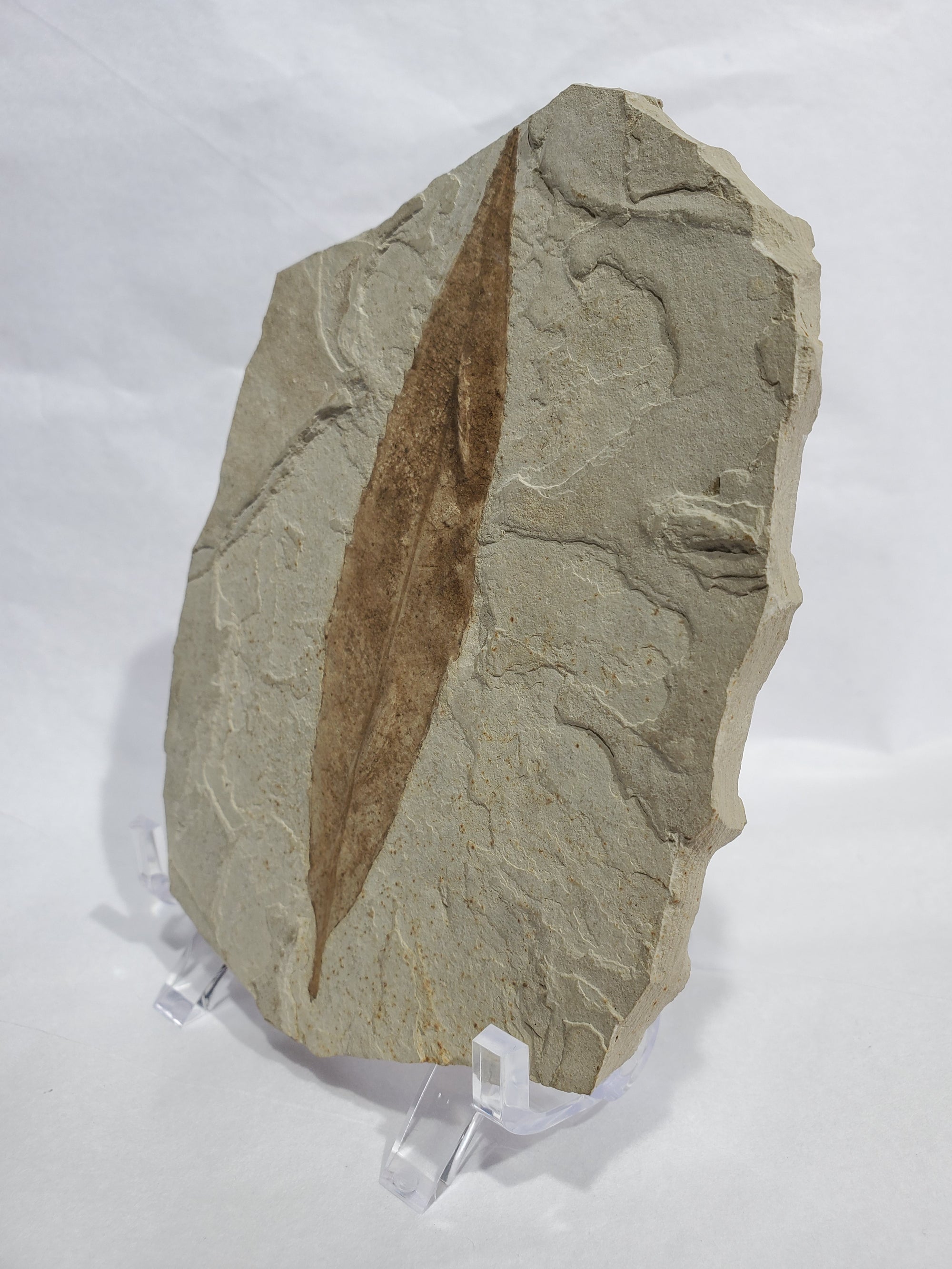 Allophylus Flecifola Fossil, Utah