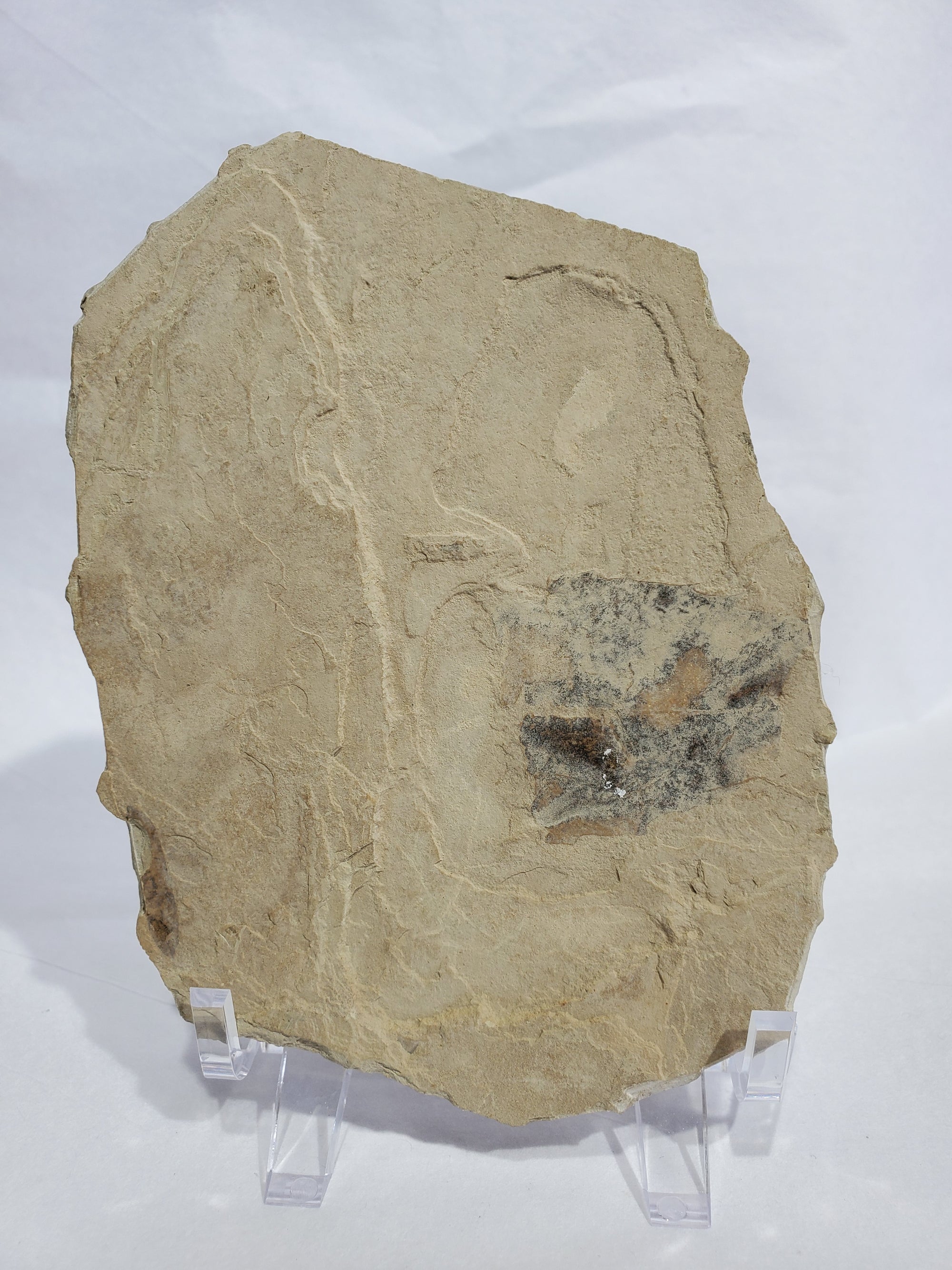 Allophylus Flecifola Fossil, Utah
