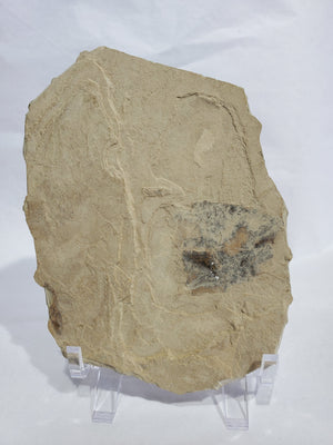 Allophylus Flecifola Fossil, Utah