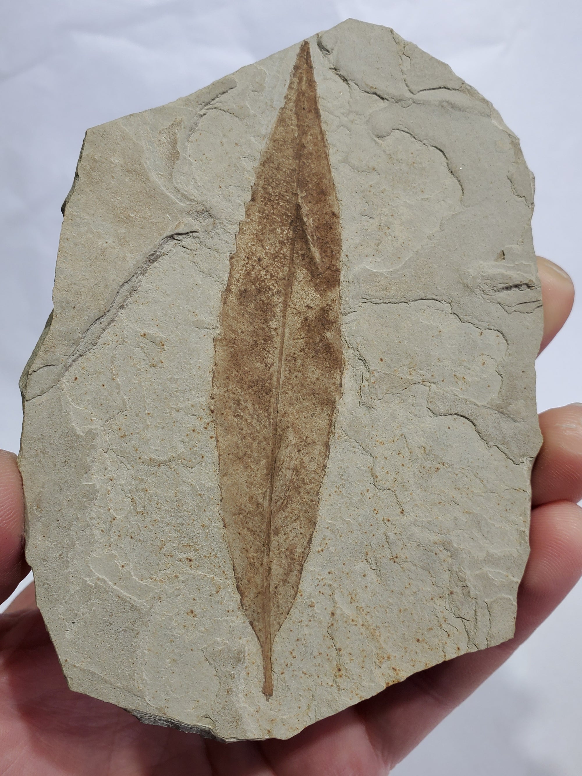 Allophylus Flecifola Fossil, Utah