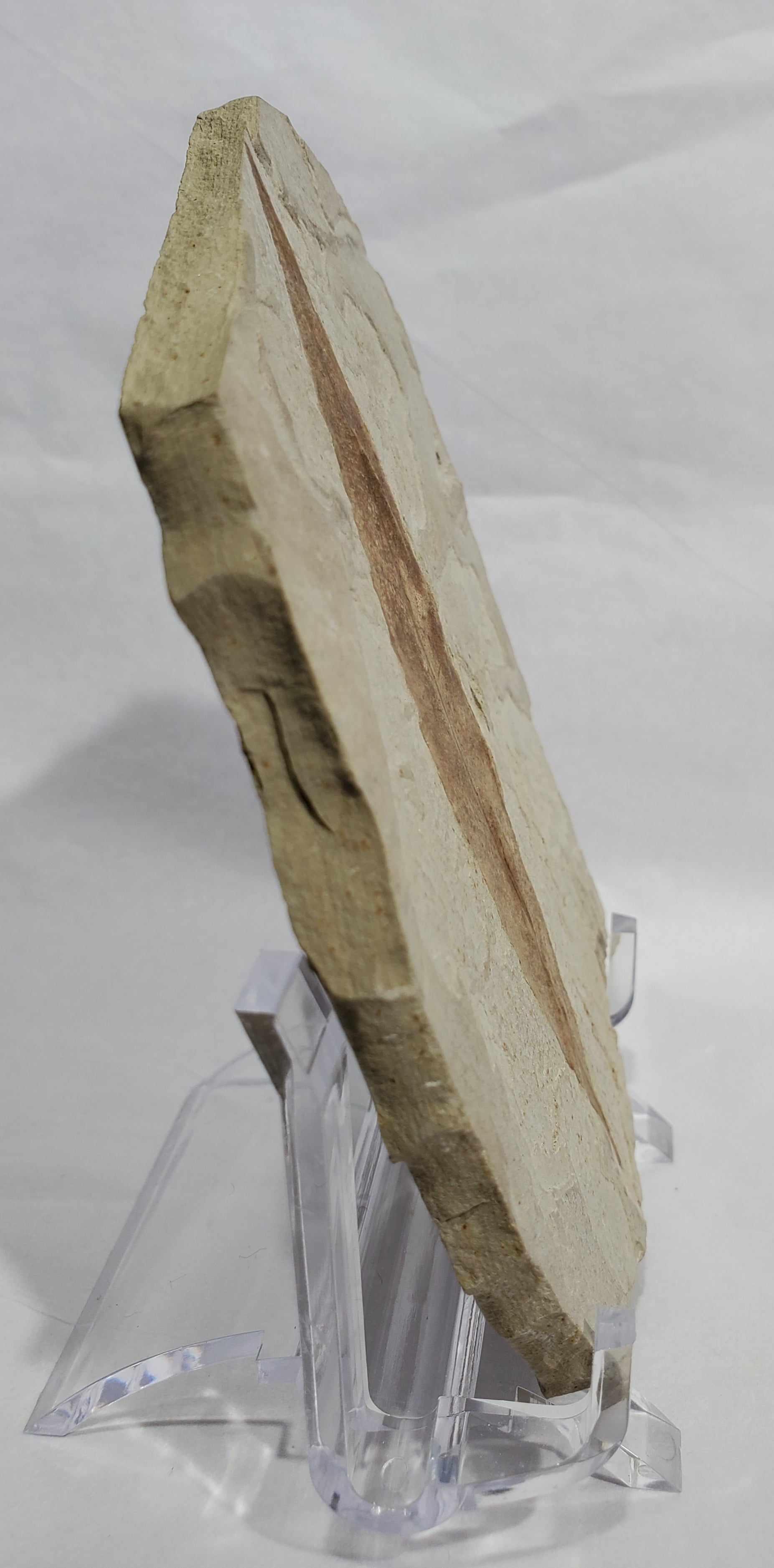 Allophylus Flecifola Fossil, Utah