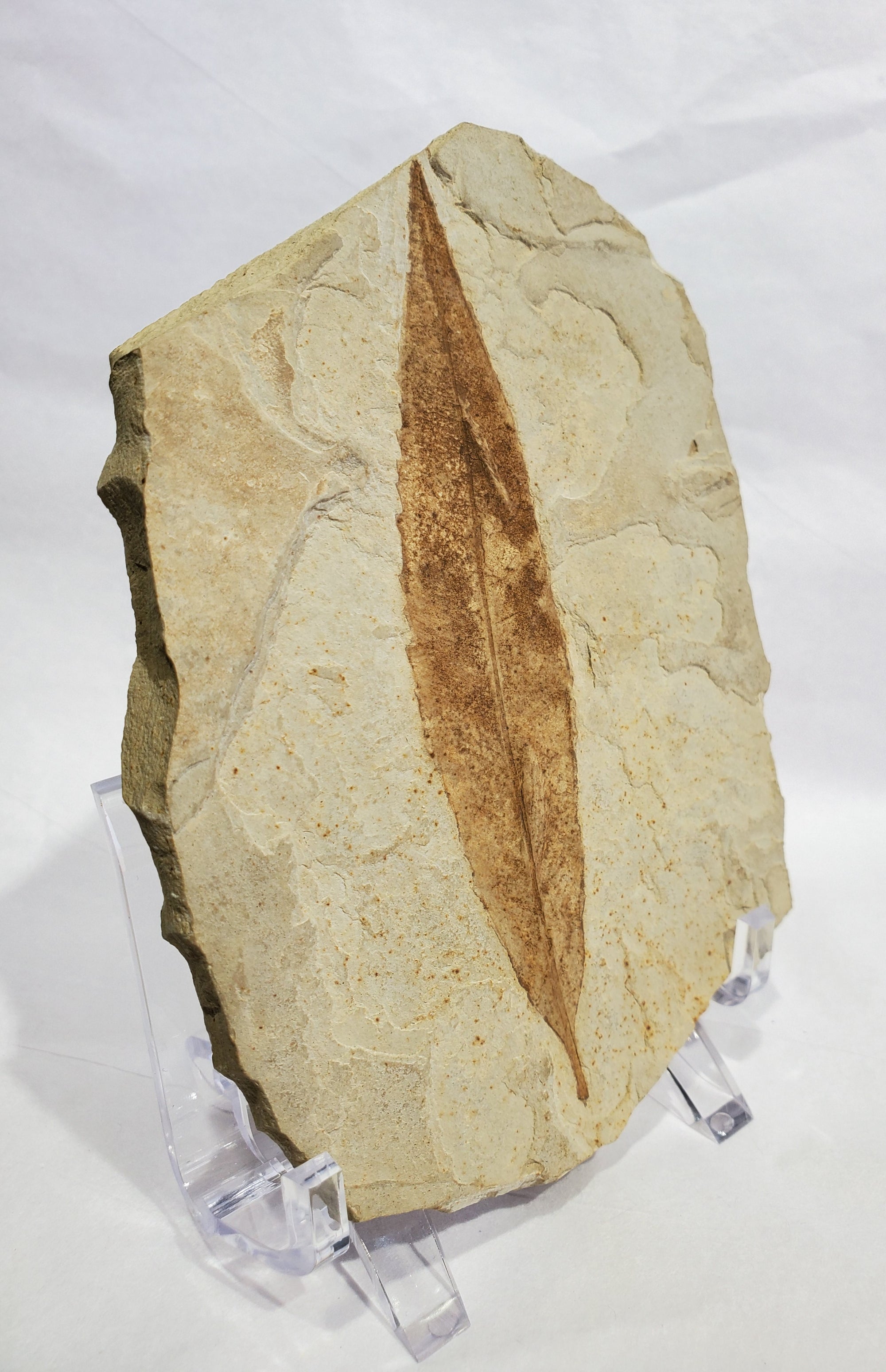 Allophylus Flecifola Fossil, Utah