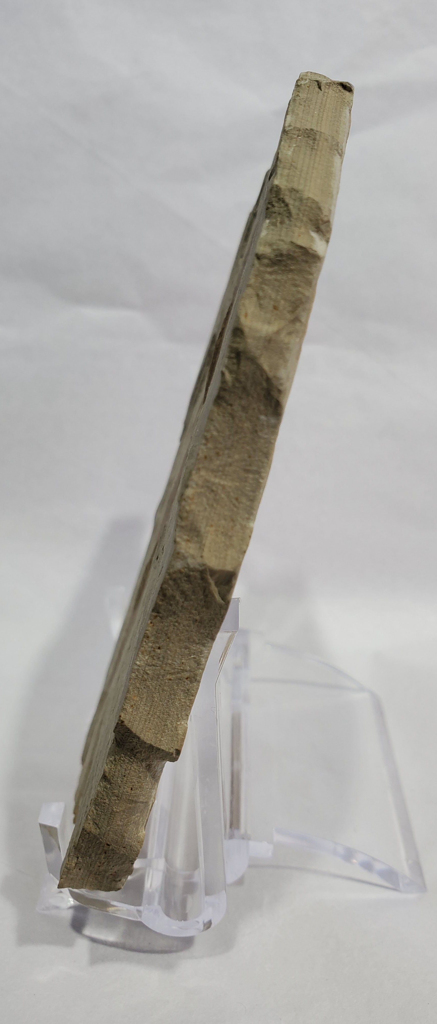 Allophylus Flecifola Fossil, Utah
