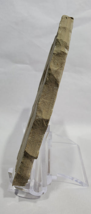 Allophylus Flecifola Fossil, Utah