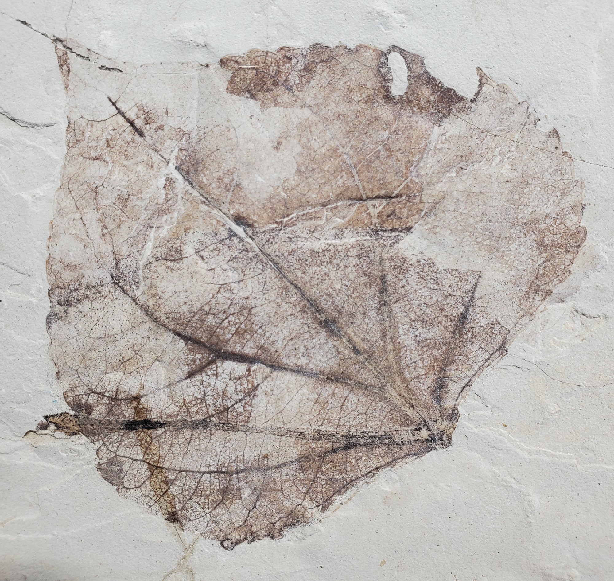 Populus Wilmattae (Poplar Leaf) Fossil