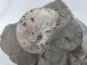 Schafite Ammonite Fossil in Matrix, S. Dakota