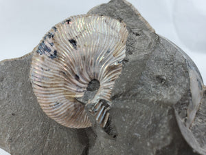 Schafite Ammonite Fossil in Matrix, S. Dakota