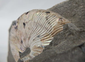 Schafite Ammonite Fossil in Matrix, S. Dakota