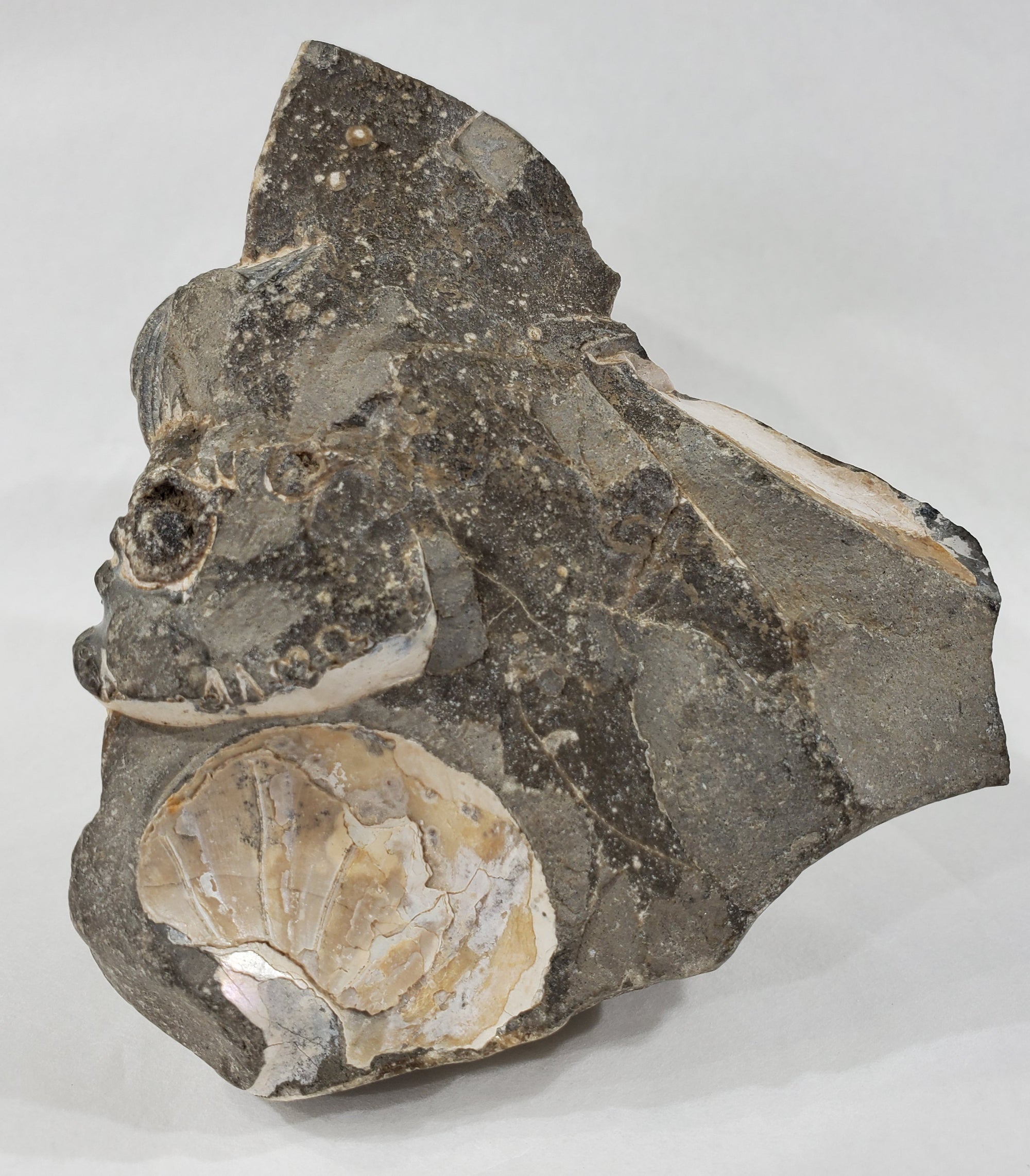 Schafite Ammonite Fossil in Matrix, S. Dakota