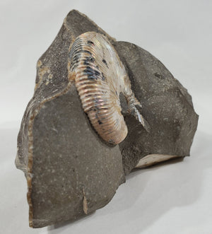 Schafite Ammonite Fossil in Matrix, S. Dakota