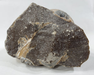 Schafite Ammonite Fossil in Matrix, S. Dakota