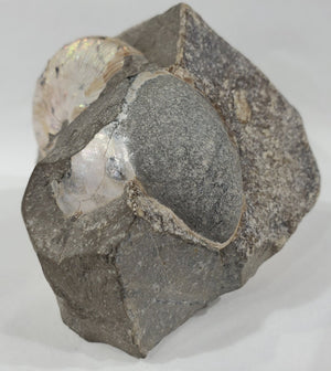 Schafite Ammonite Fossil in Matrix, S. Dakota