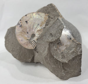 Schafite Ammonite Fossil in Matrix, S. Dakota