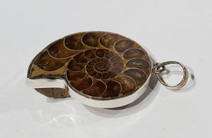 Ammonite Pendant