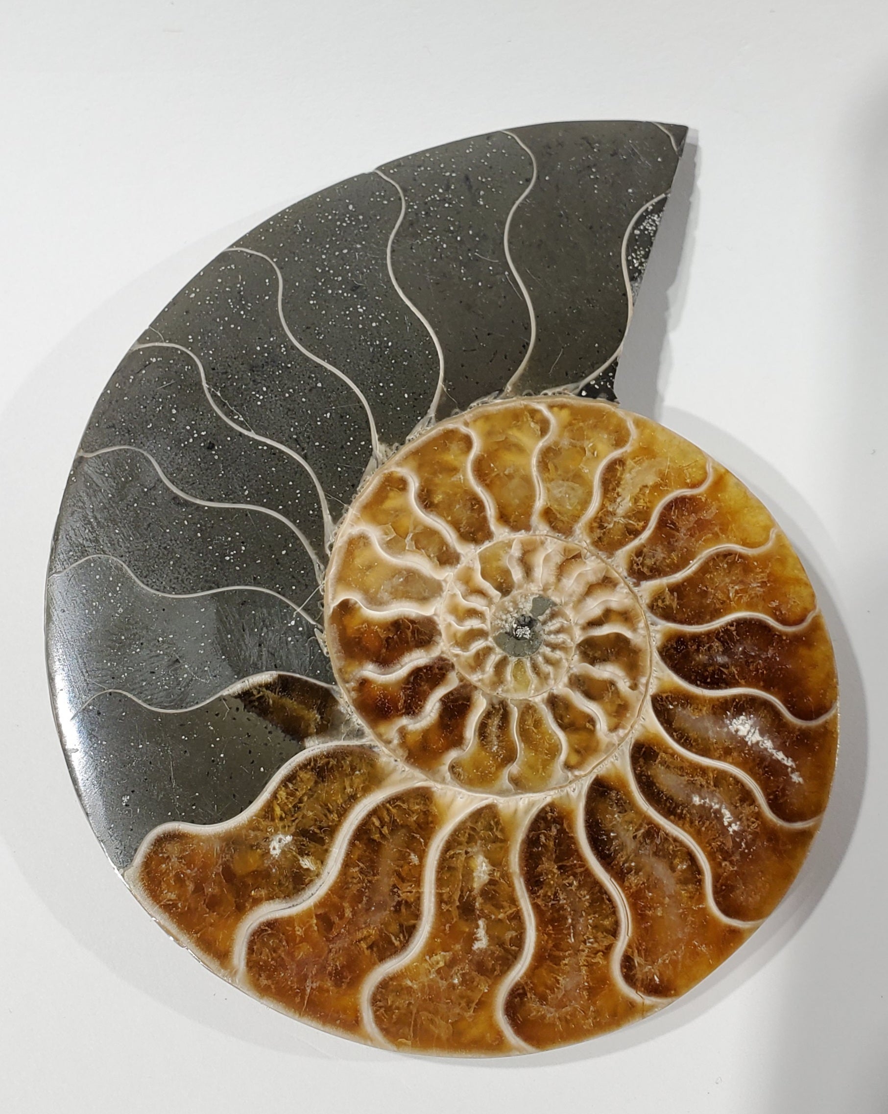 Ammonite Pair, Madagascar