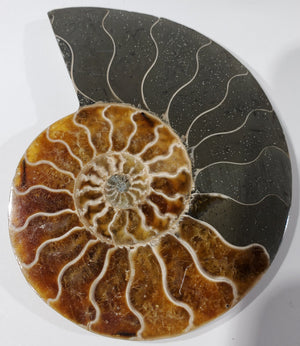 Ammonite Pair, Madagascar