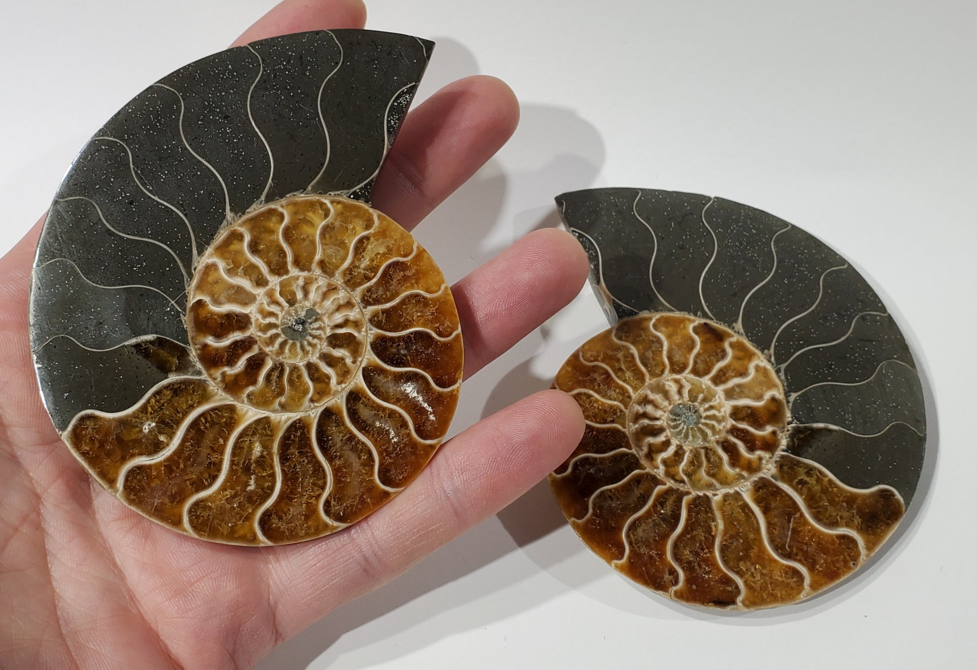 Ammonite Pair, Madagascar