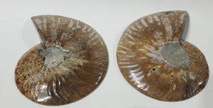 Ammonite Pair, Madagascar