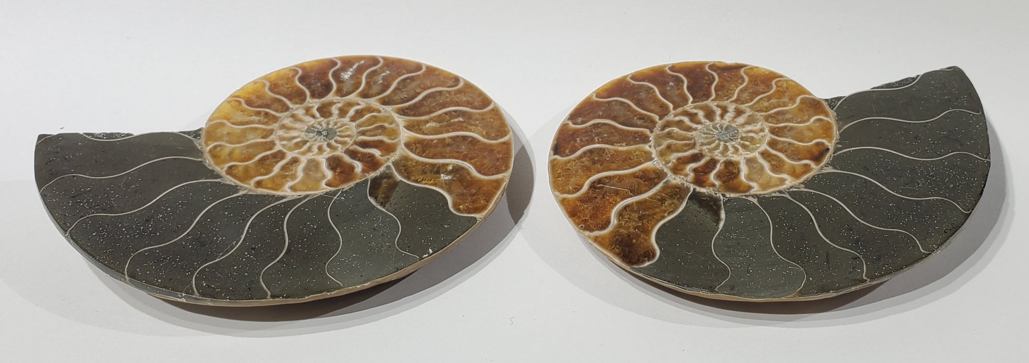 Ammonite Pair, Madagascar