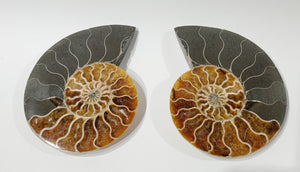 Ammonite Pair, Madagascar