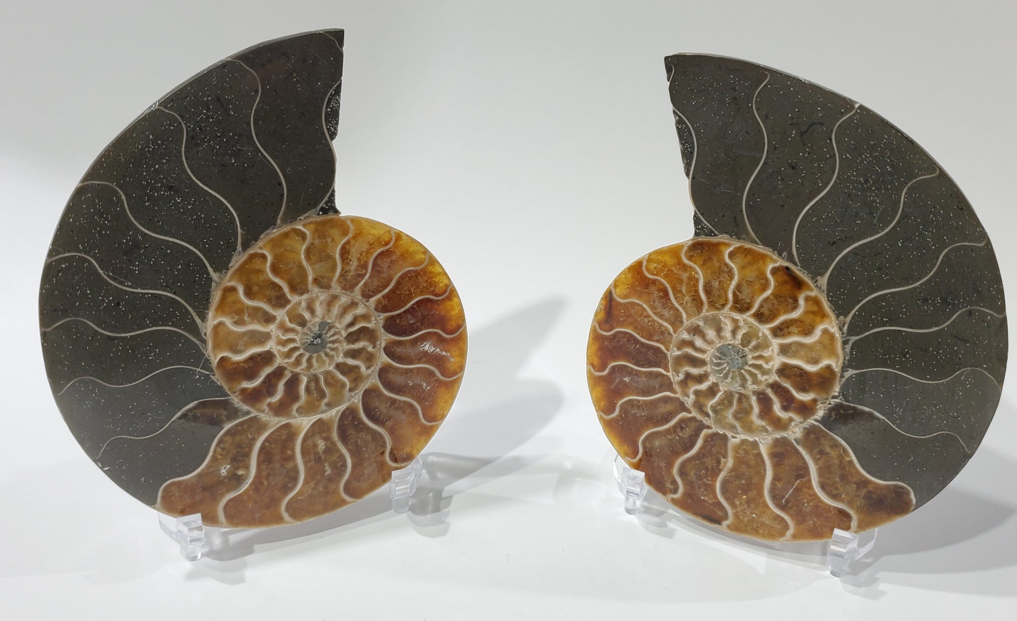 Ammonite Pair, Madagascar