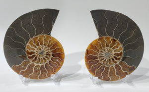Ammonite Pair, Madagascar