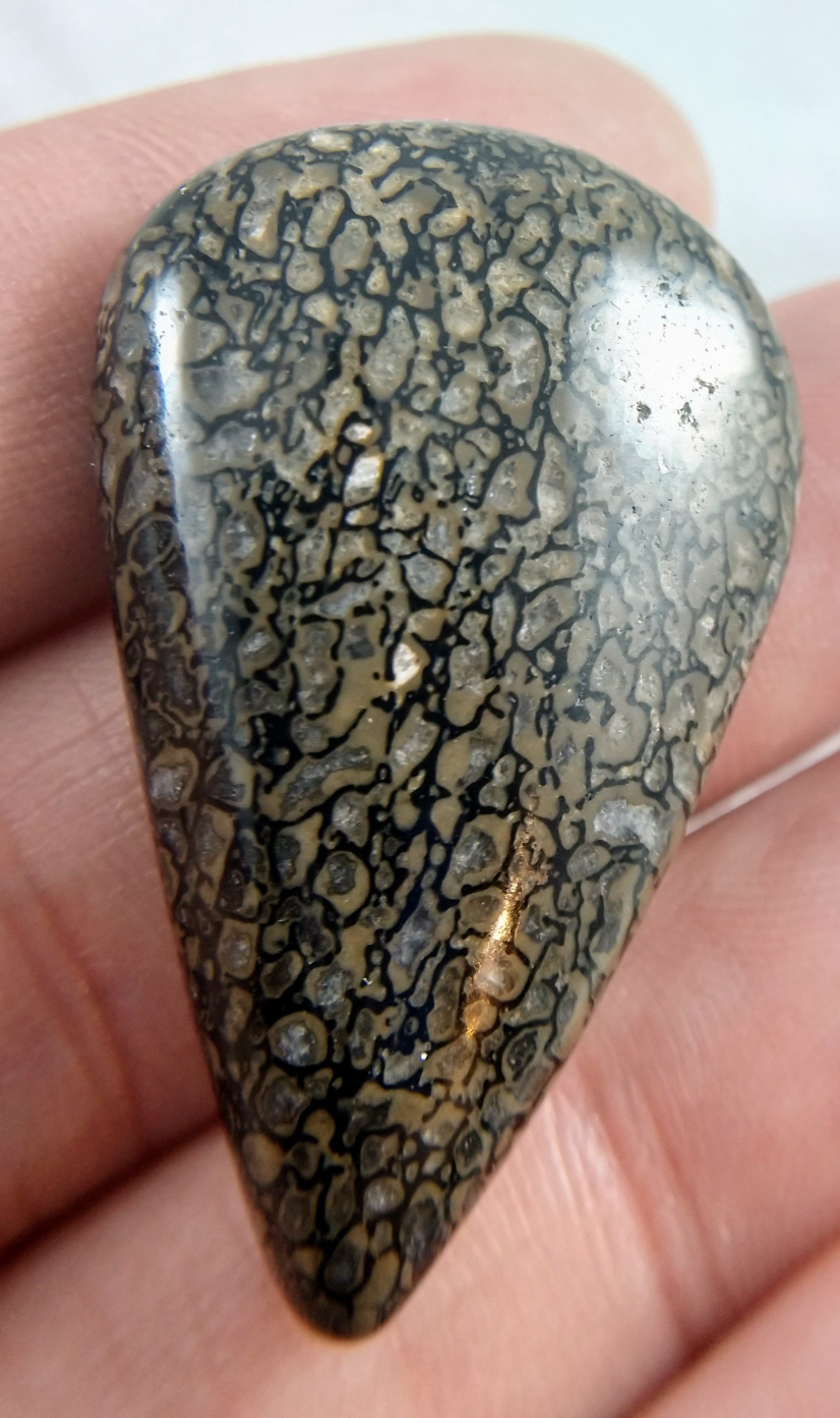Dinosaur Bone Cabochon