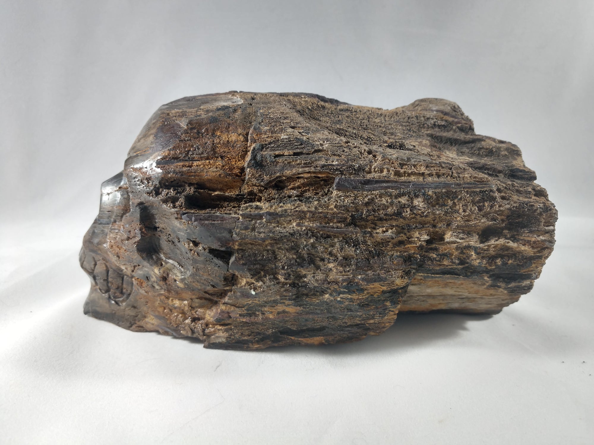 Petrified Wood Skull