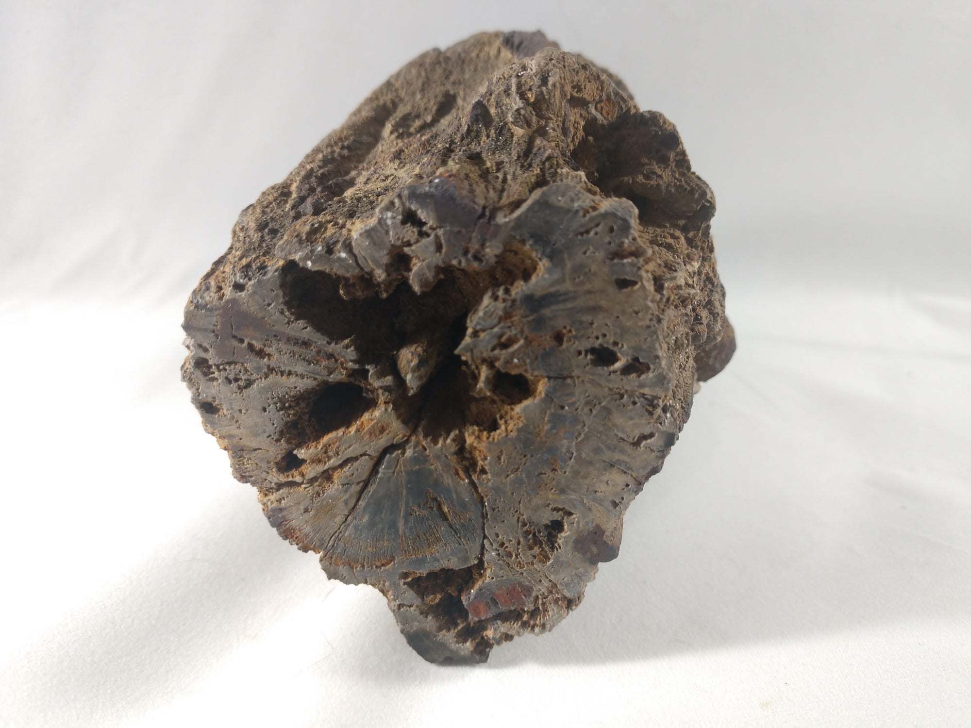 Petrified Wood Skull