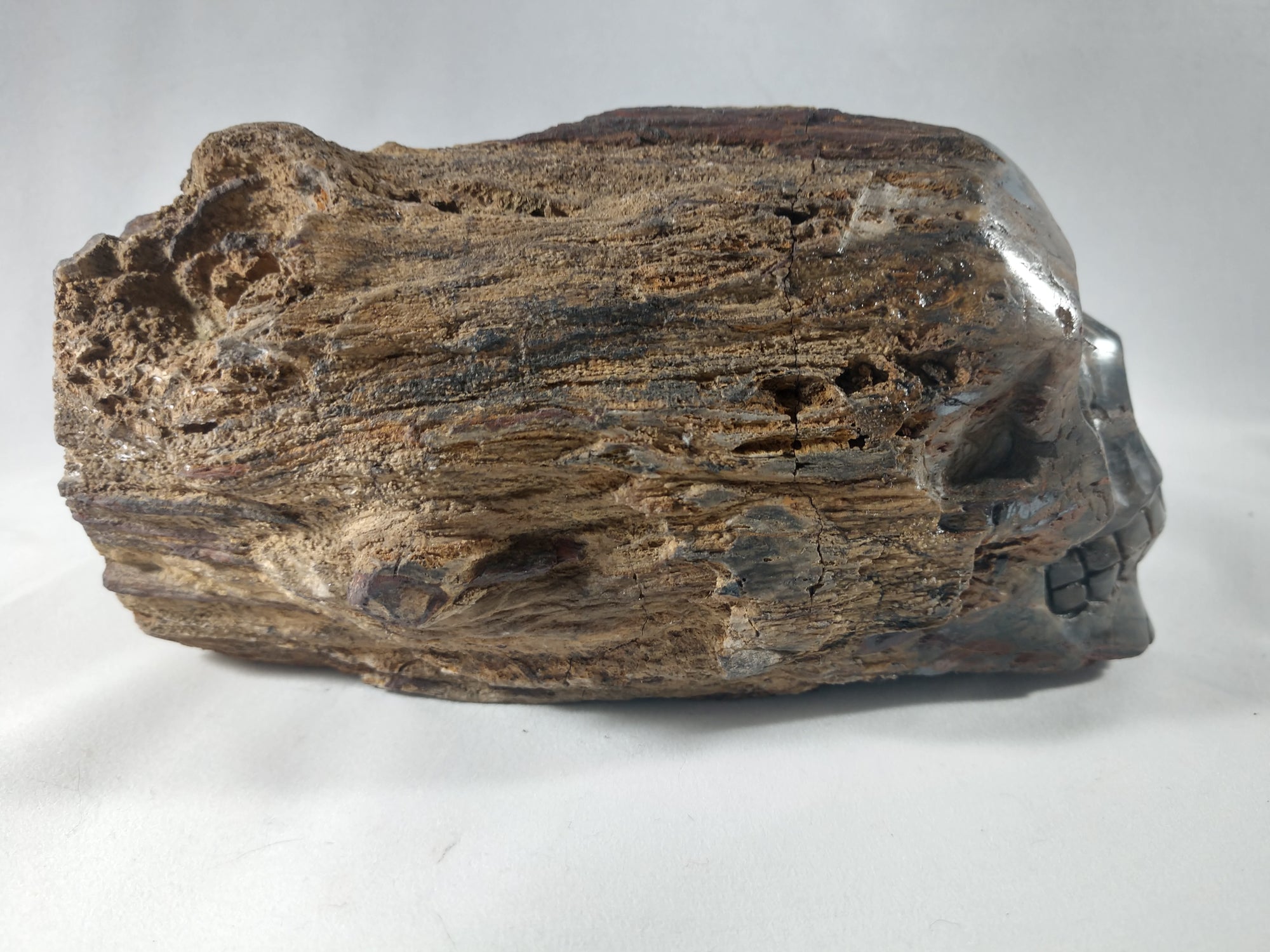 Petrified Wood Skull