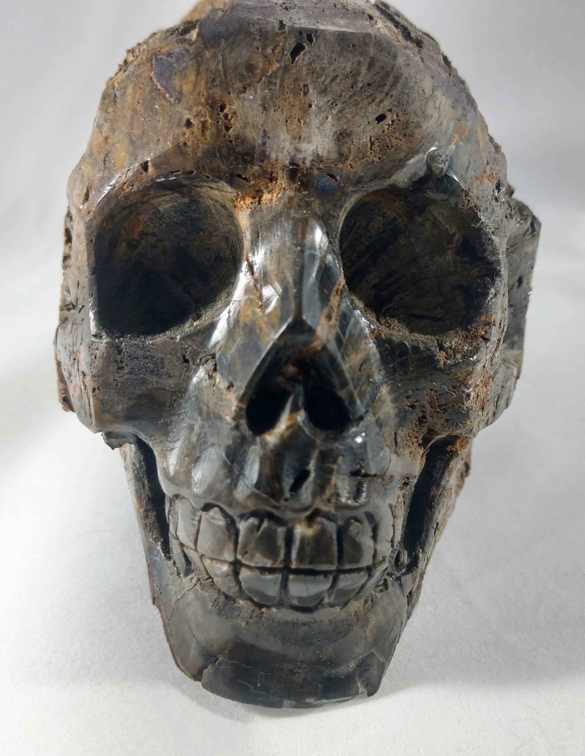 Petrified Wood Skull