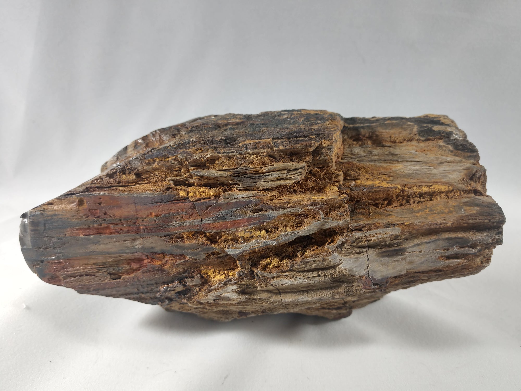 Petrified Wood Skull