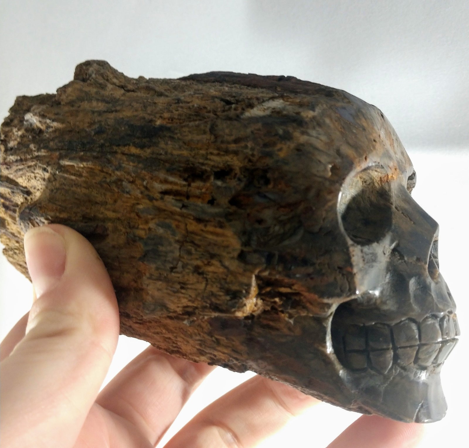 Petrified Wood Skull